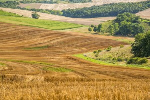 Wavy meadows spring landscape in South Moravia, Czech Republic