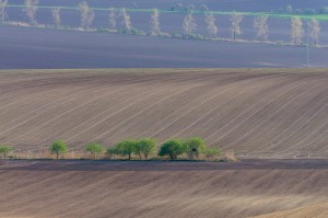 plowed fields and green trees