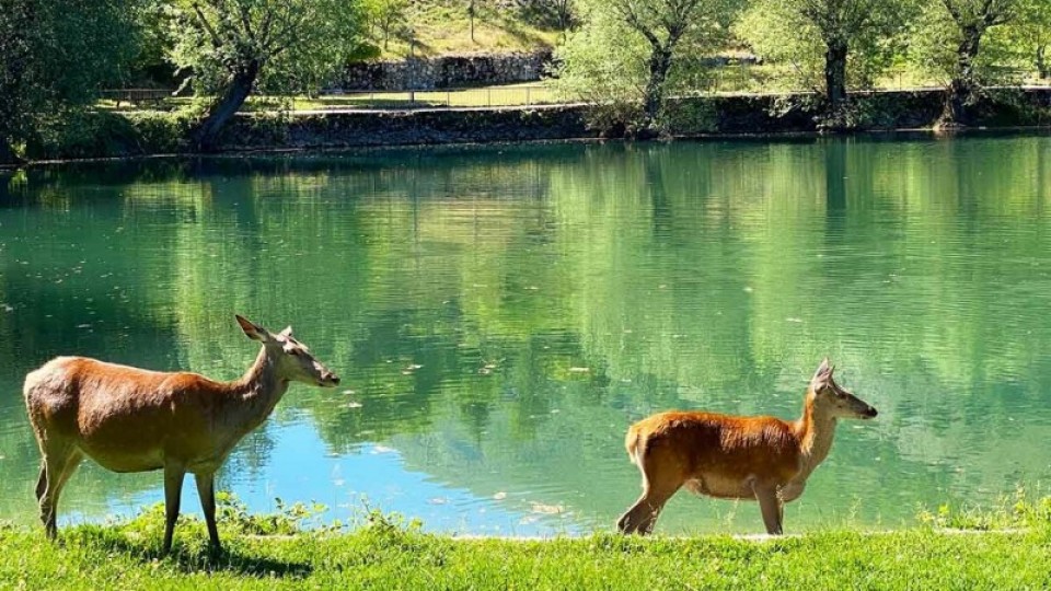 ABRUZZO, CACCIA AI CERVI: 50 EURO PER UN CUCCIOLO. E DAL 14 OTTOBRE VIA LIBERA ALL’ABBATTIMENTO