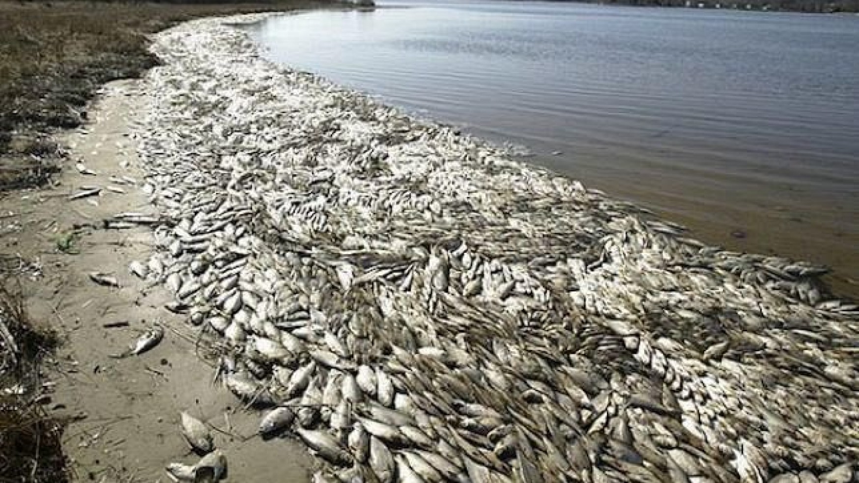 IL DISASTRO ECOLOGICO NELLA LAGUNA DI ORBETELLO: TURISTI IN FUGA DA ANSEDONIA