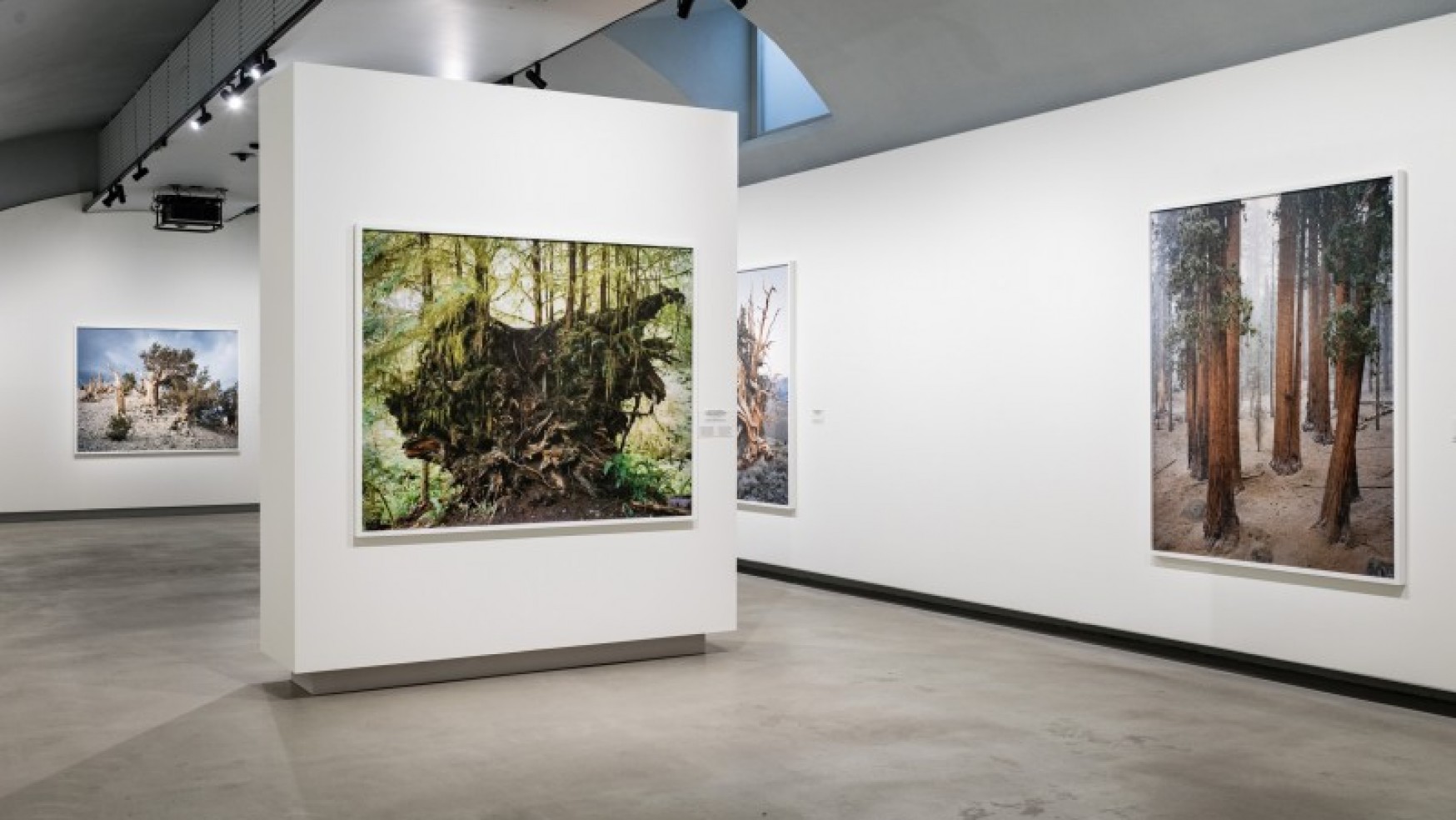 TORINO, LA NATURA SELVAGGIA E IL CLIMA NELLE FOTO DI EPSTEIN ALLE GALLERIE D’ITALIA