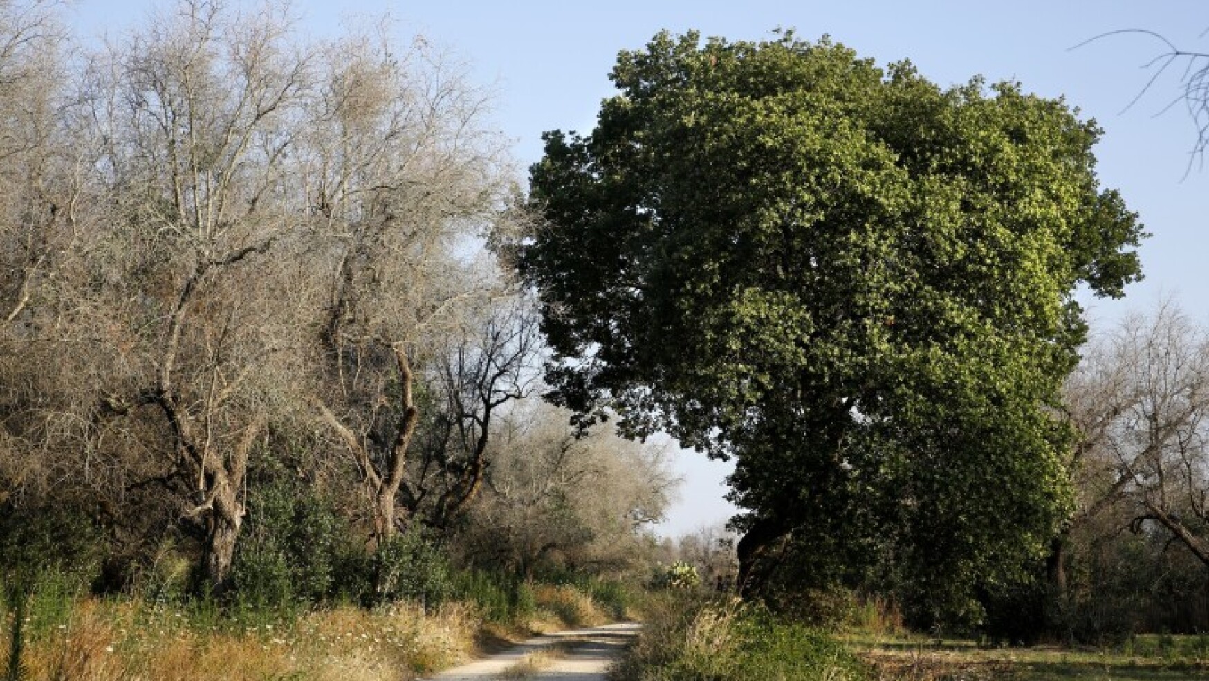 SALENTO, UN PROGETTO DI RIFORESTAZIONE