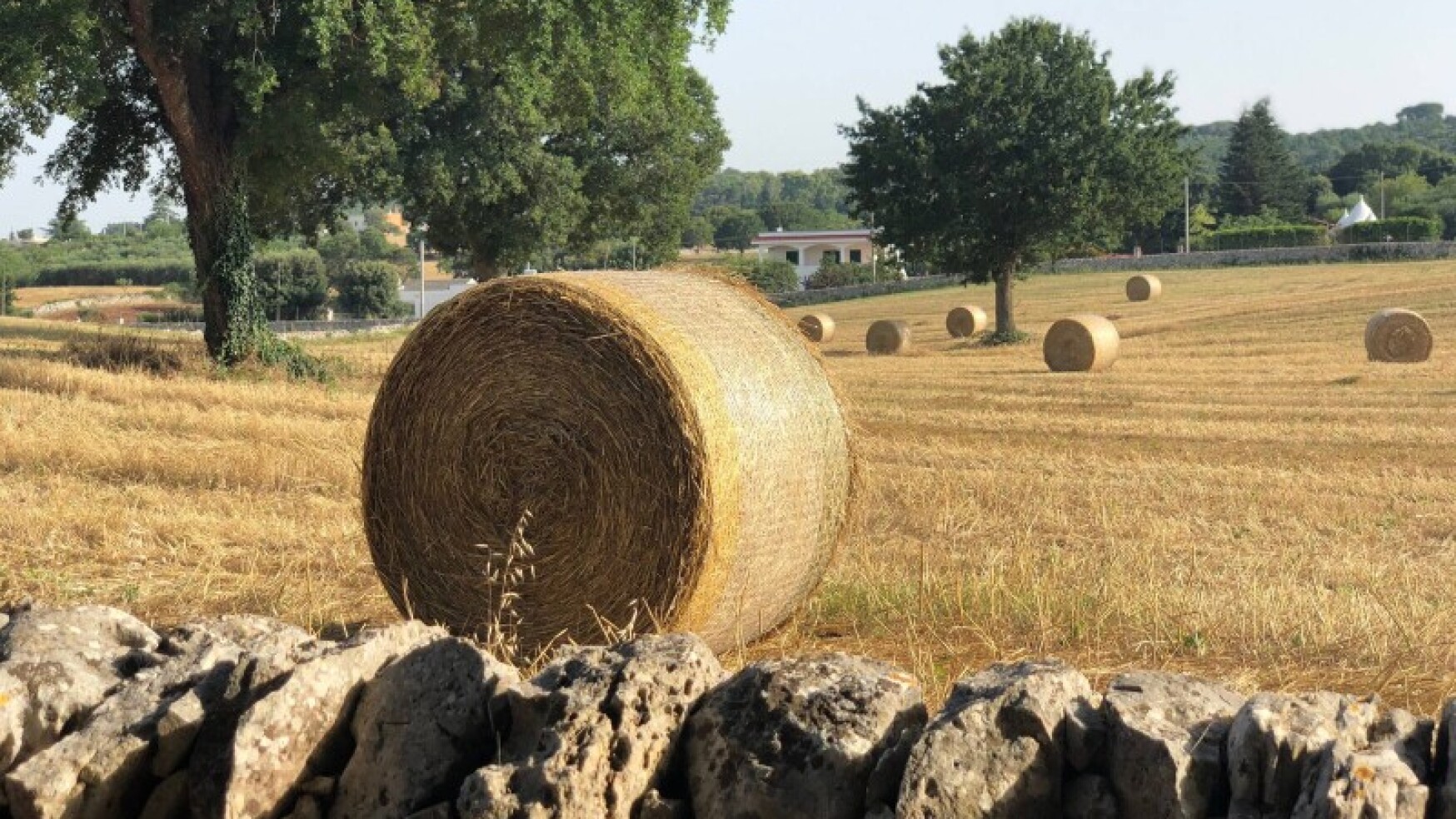 INTESA SANPAOLO E CDP: 9 MILIONI PER “SUA MAESTA’ IL GRANO”