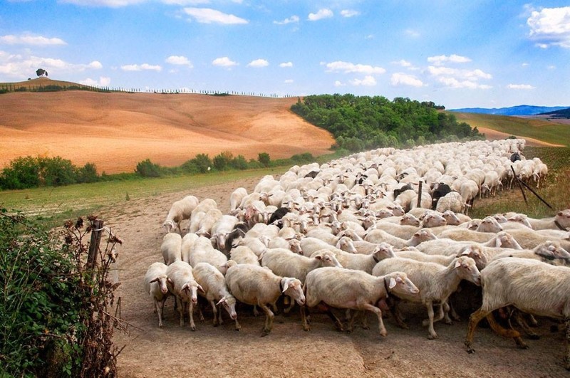 LA TRANSUMANZA UN PATRIMONIO DELL’UNESCO