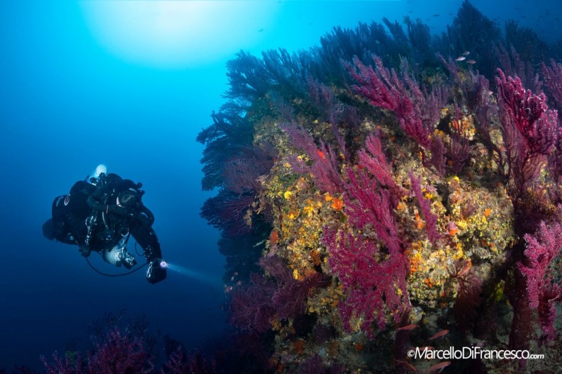 IL MARE AL TEMPO DEL CORONAVIRUS CENTO ORE DI SUB