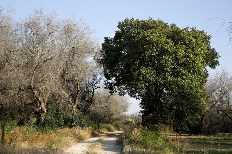 SALENTO, UN PROGETTO DI RIFORESTAZIONE