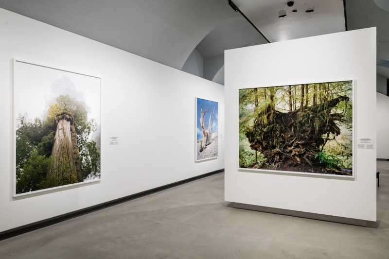 TORINO, LA NATURA SELVAGGIA E IL CLIMA NELLE FOTO DI EPSTEIN ALLE GALLERIE D’ITALIA