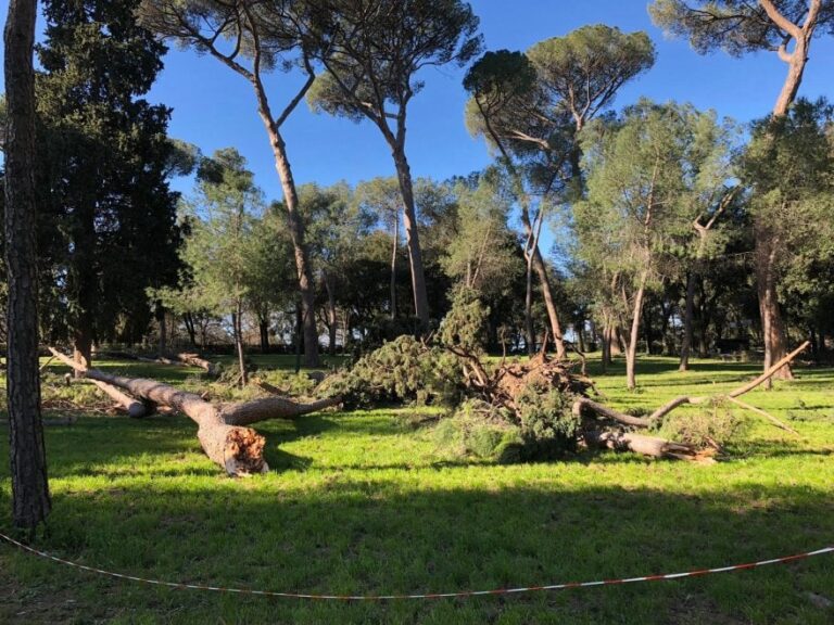 ROMA, ALBERI-KILLER: DOPO IL CROLLO DI UN PIOPPO CHE HA UCCISO UNA DONNA DI 45 ANNI, VIA INDAGINE